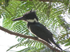Chloroceryle amazona