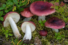Russula aquosa