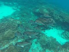 Plectorhinchus gibbosus