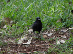 Molothrus bonariensis