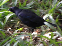 Molothrus bonariensis