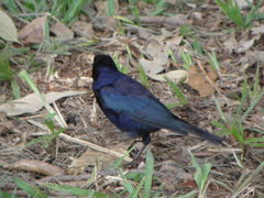Molothrus bonariensis