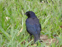 Molothrus bonariensis
