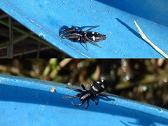 Aphantaulax trifasciata