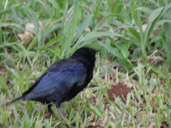 Molothrus bonariensis