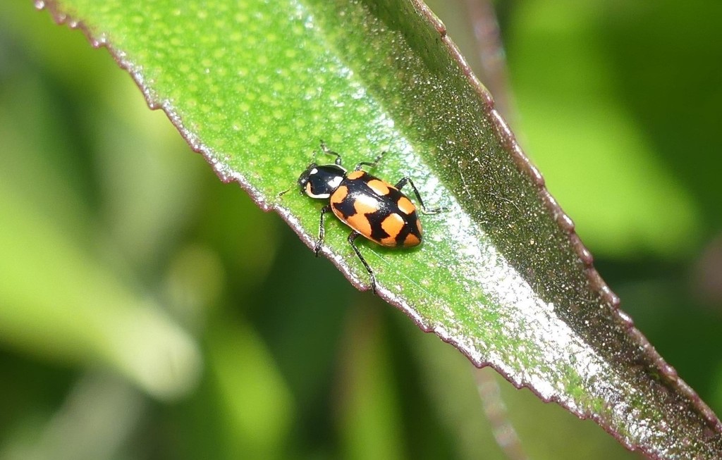 Eriopis loaensis