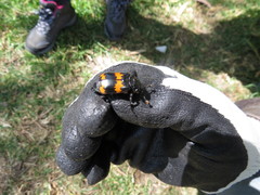 Nicrophorus mexicanus