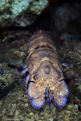 Scyllarides latus