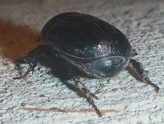 Ligyrus relictus