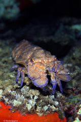 Scyllarides latus