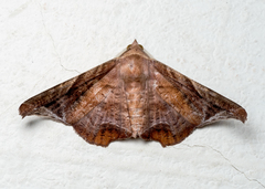 Episparis tortuosalis