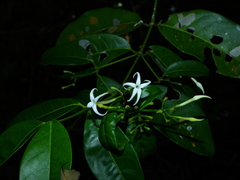 Faramea occidentalis
