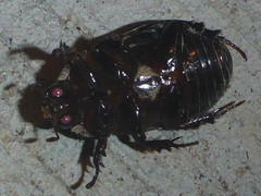 Ligyrus relictus