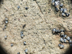 Echinolittorina peruviana