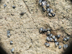 Echinolittorina peruviana