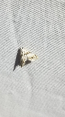 Oxyelophila callista