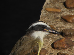 Pitangus sulphuratus