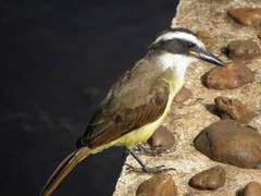 Pitangus sulphuratus