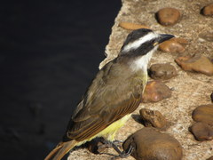 Pitangus sulphuratus