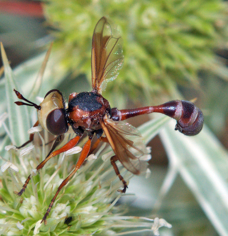 Physocephala chrysorrhoea