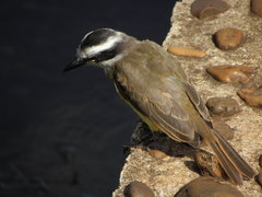 Pitangus sulphuratus