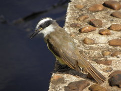 Pitangus sulphuratus