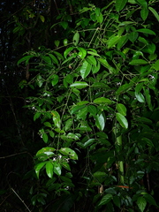 Faramea occidentalis