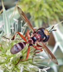 Physocephala chrysorrhoea
