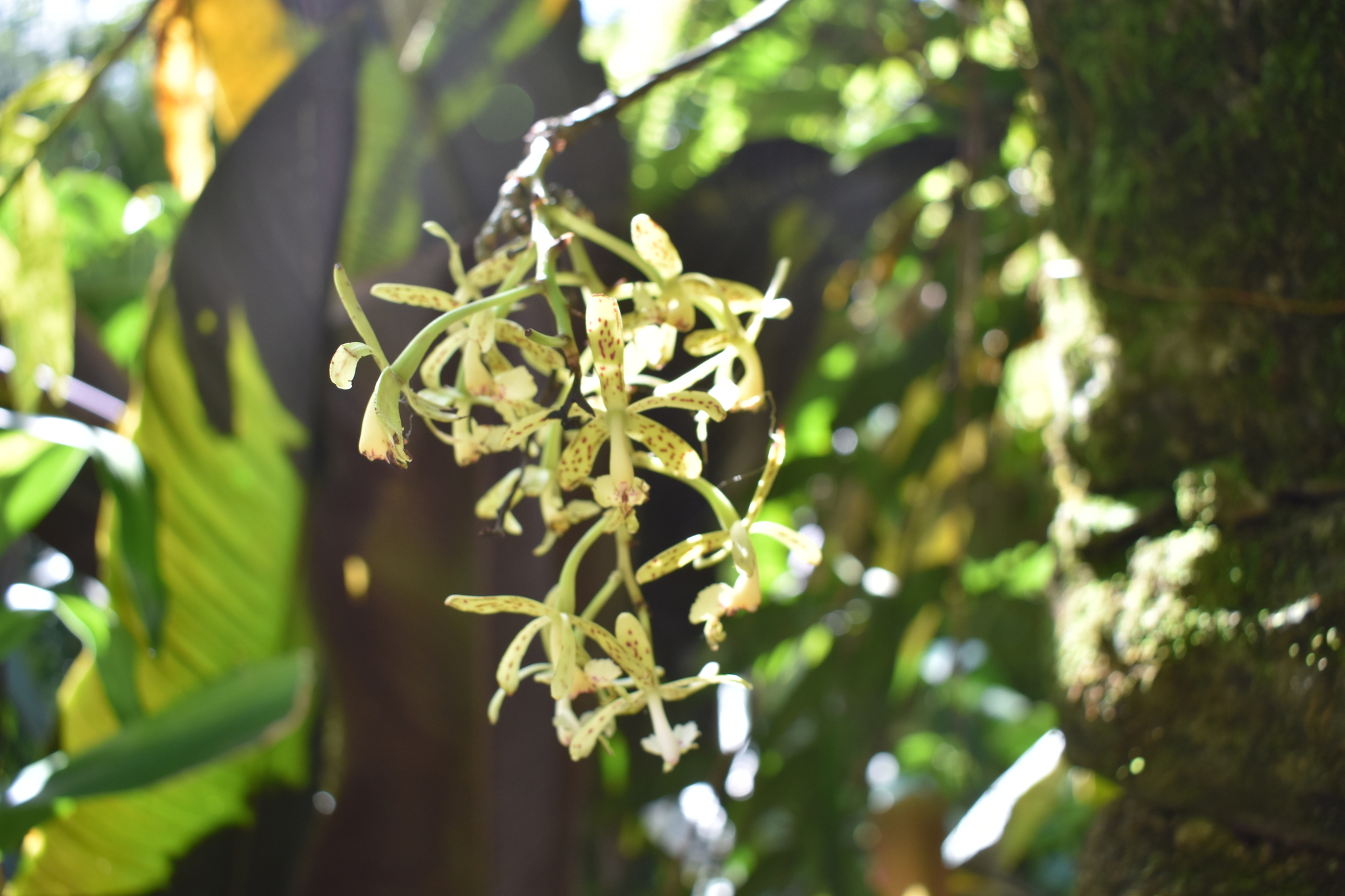 Epidendrum raniferum Lindl. 3