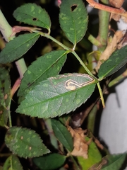 Stigmella anomalella