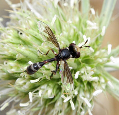 Physocephala pusilla