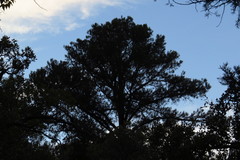 Pinus leiophylla