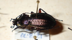 Carabus arvensis