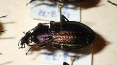 Carabus arvensis