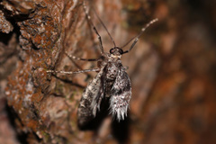 Operophtera fagata