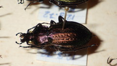 Carabus arvensis