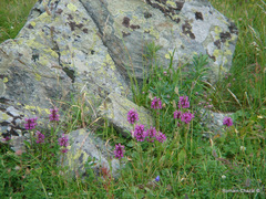 Betonica hirsuta