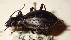 Carabus irregularis