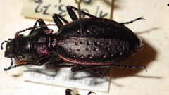 Carabus irregularis