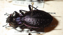 Carabus irregularis