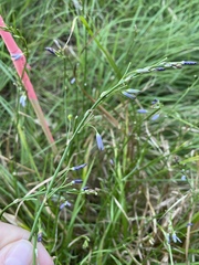 Caesia calliantha