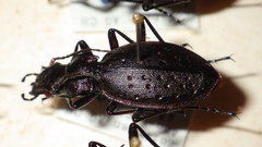 Carabus irregularis