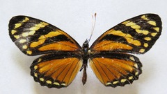 Eresia ithomioides alsina
