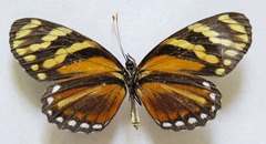 Eresia ithomioides alsina