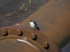 Tachycineta albiventer