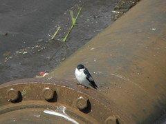 Tachycineta albiventer