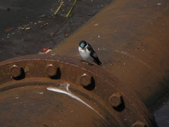 Tachycineta albiventer