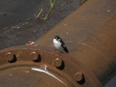 Tachycineta albiventer