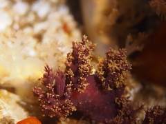 Dendronotus
