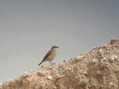 Oenanthe chrysopygia